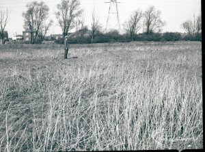 Dagenham Sewage Works Reconstruction IV, showing coarse grass and trees,1965