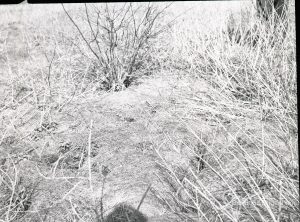 Dagenham Sewage Works Reconstruction IV, showing crumbling grid,1965