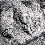 Dagenham Sewage Works Reconstruction IV, showing dried mud banks,1965