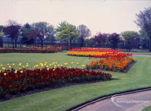 Old Dagenham Park, showing Spring tulips and wallflowers, 1965