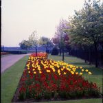 Old Dagenham Park, showing red tulips with Lodge beyond, 1965