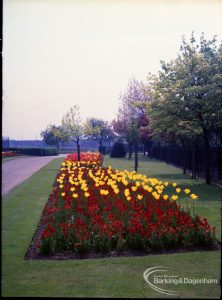 Old Dagenham Park, showing red tulips with Lodge beyond, 1965