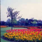 Old Dagenham Park, showing circular flowerbed with yellow wallflowers and red and yellow tulips and tree on left side, 1965