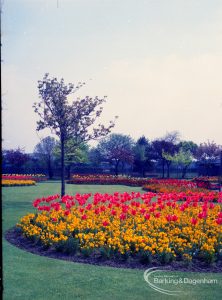 Old Dagenham Park, showing circular flowerbed with yellow wallflowers and red and yellow tulips and tree on left side, 1965
