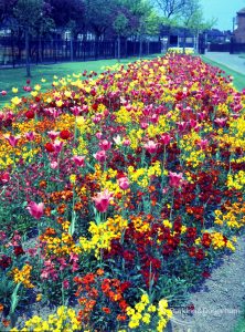 Old Dagenham Park, showing rectangular flowerbed with dark wallflowers and yellow tulips, looking south, 1965