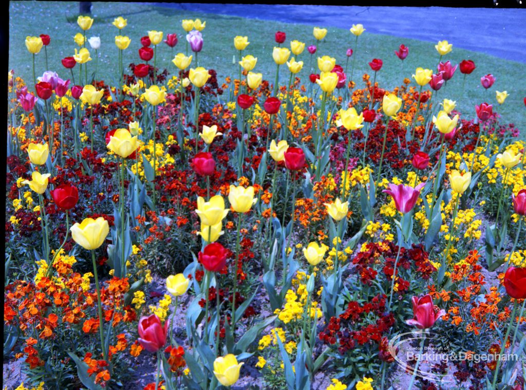 Old Dagenham Park, showing wallflowers, looking north, 1965