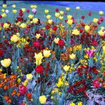 Old Dagenham Park, showi...