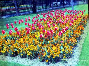 Old Dagenham Park, showing wallflowers and yellow and red tulips all over, 1965