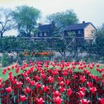 Old Dagenham Park, showing oblique view of pink tulips and yellow wallflowers, looking north-west, 1965