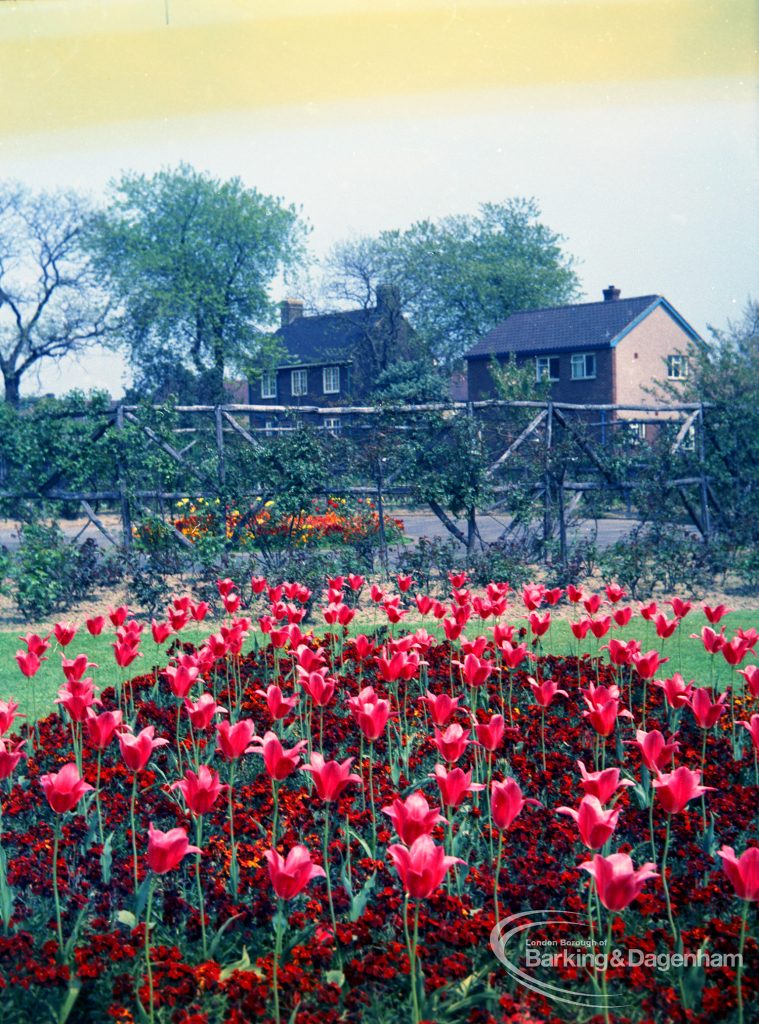 Old Dagenham Park, showing oblique view of pink tulips and yellow wallflowers, looking north-west, 1965