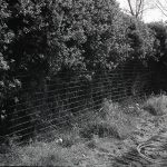 Riverside Sewage Works Reconstruction V complaint, showing damaged hedge patched with wire, 1965