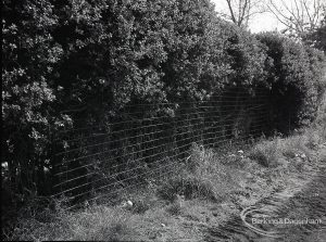 Riverside Sewage Works Reconstruction V complaint, showing damaged hedge patched with wire, 1965