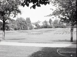 Pondfield Park, Reede Road, Dagenham after rose planting, showing rose beds in distance from west edge of park, 1965