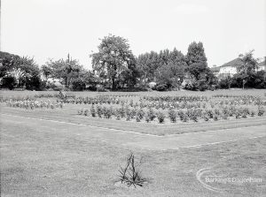Pondfield Park, Reede Road, Dagenham after rose planting, showing rose beds from south-west, 1965