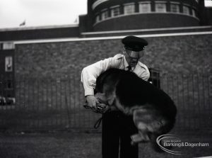 Dagenham Town Show 1965, showing dog display, with Alsation leaping through owner’s arms, 1965