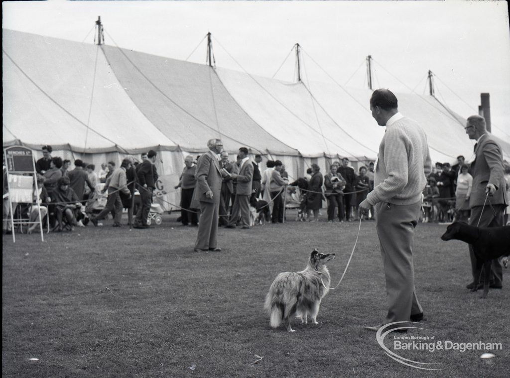 Dagenham Town Show 1965, showing dogs in the judging ring in the dog show, 1965