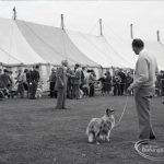 Dagenham Town Show 1965, showing dogs in the judging ring in the dog show, 1965