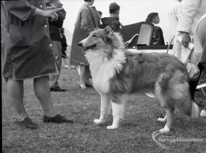 Dagenham Town Show 1965, showing dog display with Collie, 1965