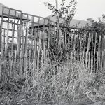 Housing Development on Temple Avenue showing chestnut paling with west edge backing onto Temple Avenue, 1965