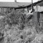 Housing Development on Temple Avenue showing fences and overgrown weeds with the north side backing onto Stanley Avenue, 1965
