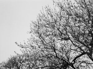 Old Dagenham Park, showing almond blossom, 1966