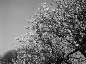 Old Dagenham Park, showing almond blossom, 1966
