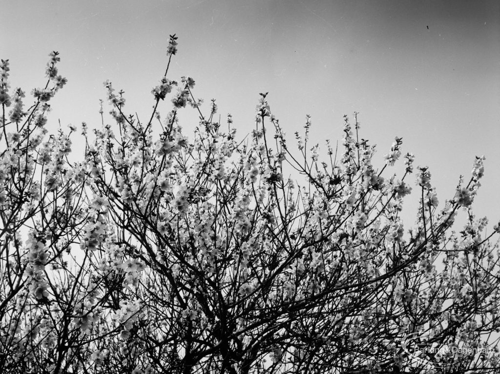 Dagenham Old Park showing the bushes from around the houses, 1966