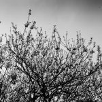 Dagenham Old Park showin...