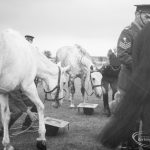 Dagenham Town Show 1966, showing horses drinking water for a tent-pegging display, 1966