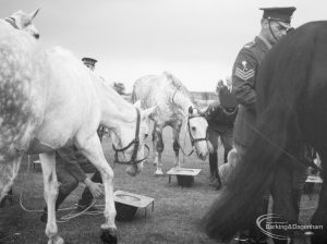 Dagenham Town Show 1966, showing horses drinking water for a tent-pegging display, 1966