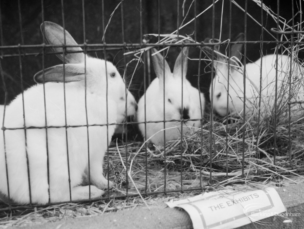 Dagenham Town Show 1966 at Central Park, showing three rabbits in cage on Rabbits stand, 1966