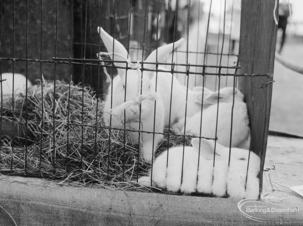 Dagenham Town Show 1966 at Central Park, showing mother and young rabbits in cage on Rabbits stand, 1966