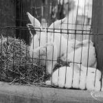 Dagenham Town Show 1966 ...