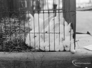 Dagenham Town Show 1966 at Central Park, showing mother and young rabbits in corner of cage on Rabbits stand, 1966