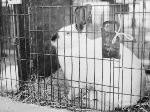 Dagenham Town Show 1966 at Central Park, showing rabbit in labelled cage on Rabbits stand, 1966