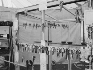 Dagenham Town Show 1966 at Central Park, showing budgerigars and their prizes on Caged Birds stand, 1966