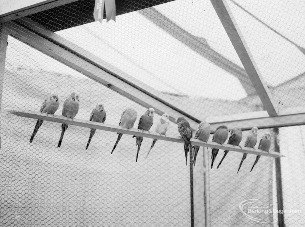 Dagenham Town Show 1966 at Central Park, showing budgerigars on their perch on Caged Birds stand, 1966