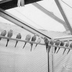 Dagenham Town Show 1966 ...