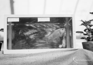 Dagenham Town Show 1966 at Central Park, showing fish in tank, 1966