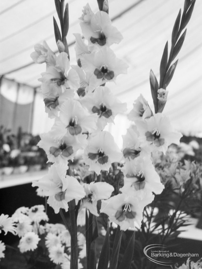 Dagenham Town Show 1966 at Central Park, showing spikes of gladioli on Horticulture display, 1966