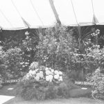 Dagenham Town Show 1966 ...