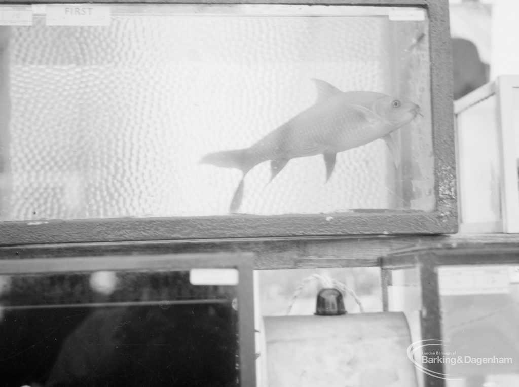 Dagenham Town Show 1966 at Central Park, showing fish in corner of a tank in Aquarist Display, 1966