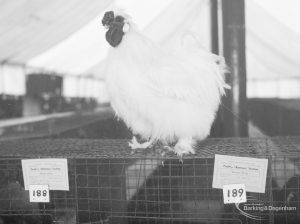 Dagenham Town Show 1966 at Central Park, showing Poultry Display, with large white hen on top of cage, 1966