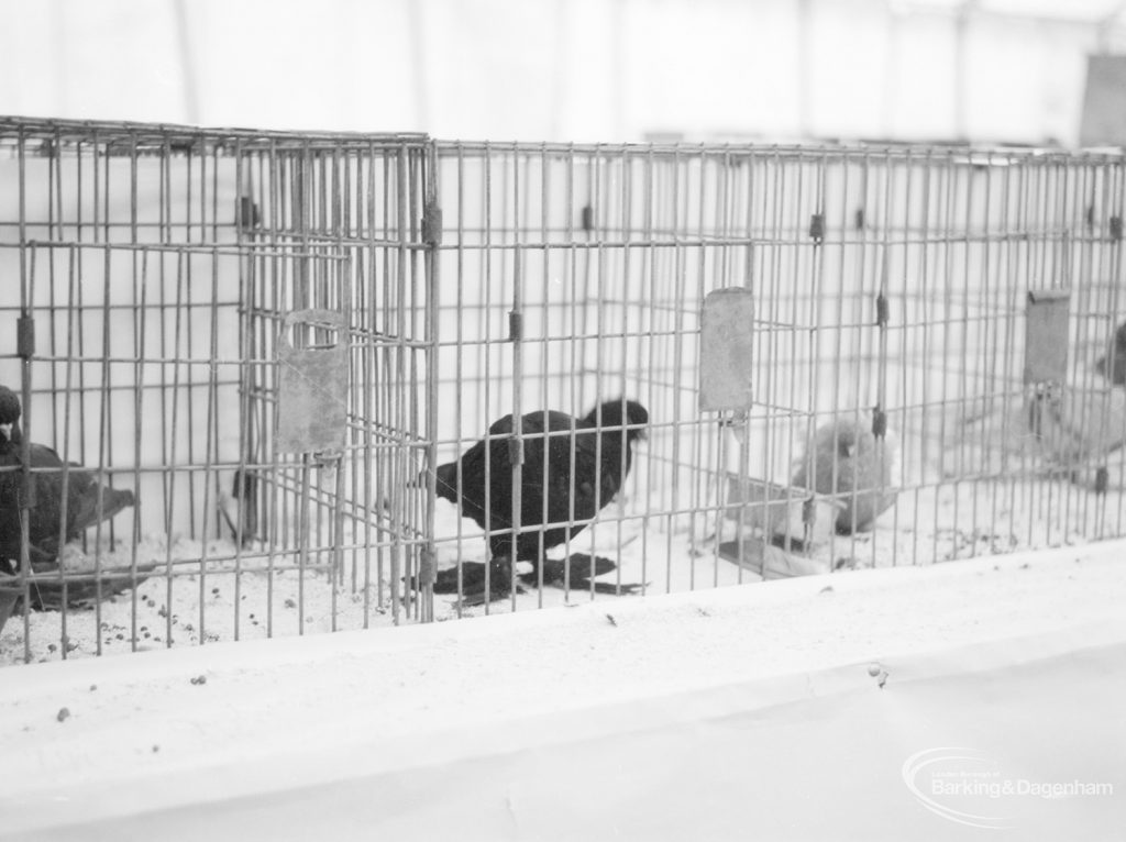 Dagenham Town Show 1966 at Central Park, showing Poultry Display including dark pigeons with large toe feathers, 1966