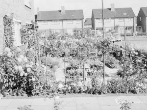 Prizewinning garden at 19 Roycraft Avenue, Barking, including path, houses beyond, and part of green, 1966
