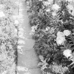 Prizewinning garden at 19 Roycraft Avenue, Barking, showing flowerbed next to white path, 1966