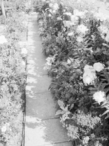 Prizewinning garden at 19 Roycraft Avenue, Barking, showing flowerbed next to white path, 1966
