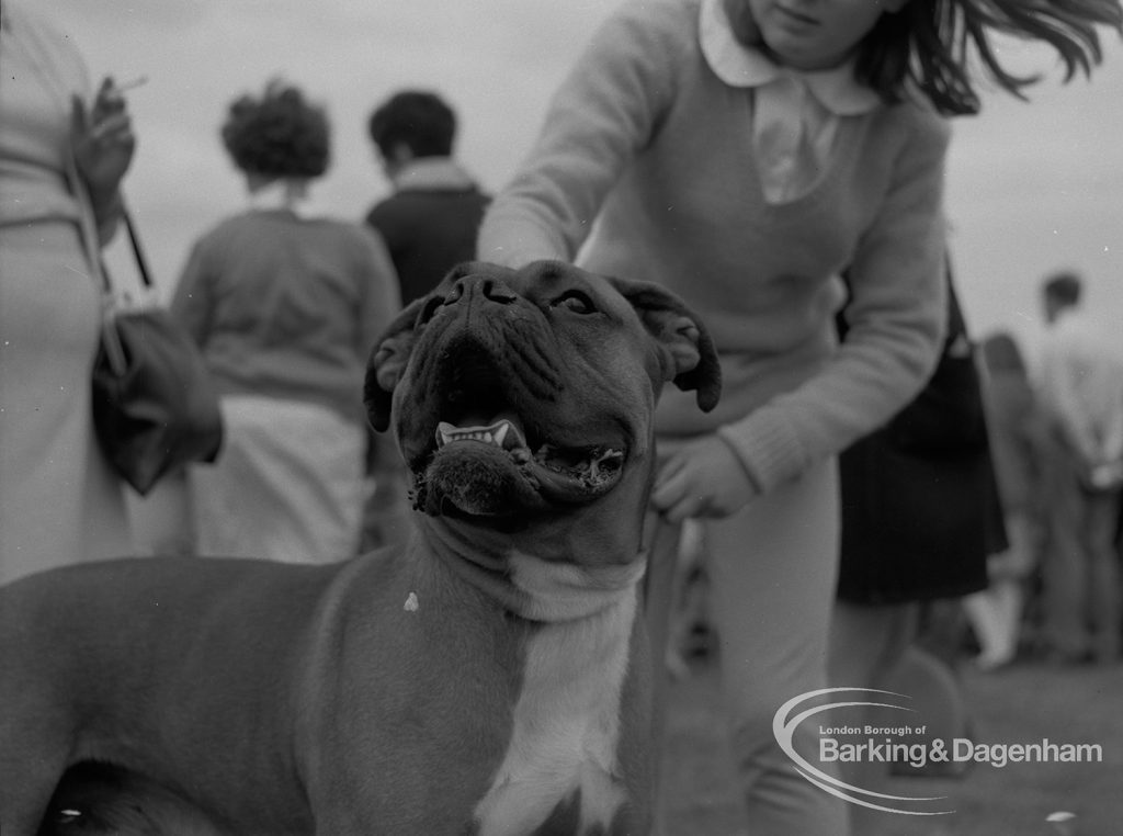 Dagenham Town Show 1967, showing a Dog Show competitor with mastiff, 1967