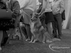 Dagenham Town Show 1967, showing a Dog Show competitor with collie awaiting judging, 1967