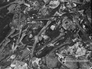 St Margaret’s Church, Barking, showing south-east corner of the Cambell family vault with thigh bones, skulls, et cetera, following discovery of lead coffin and bones of Sir Thomas Cambell, 1968